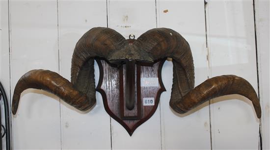 Rams horn on shield